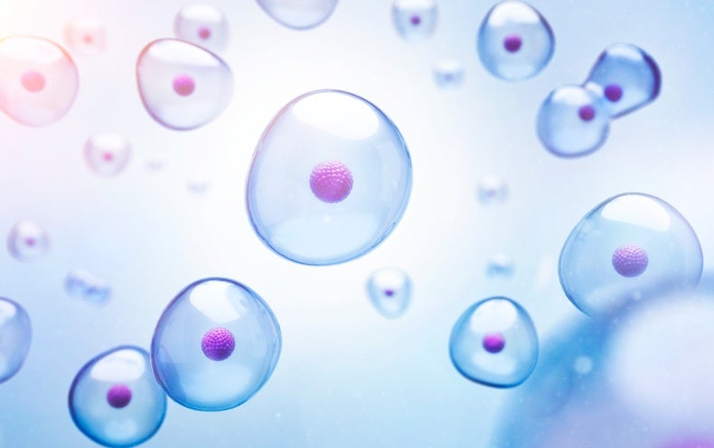 Small Collections of Cells Determine How a Body Takes Its Shape