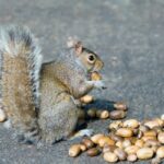 This Tumble Is Total of Acorns–Many thanks to a ‘Mast’ Yr