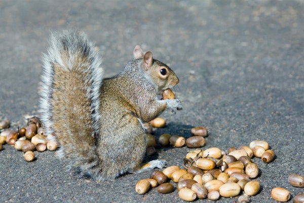 This Tumble Is Total of Acorns–Many thanks to a ‘Mast’ Yr