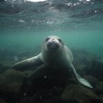 Seals Clearly show Scientists an Unidentified Antarctic Canyon