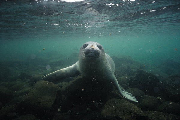 Seals Clearly show Scientists an Unidentified Antarctic Canyon