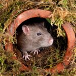 Rats Use the Electrical power of Creativity to Navigate and Move Objects in a VR Landscape