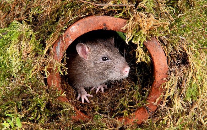 Rats Use the Electrical power of Creativity to Navigate and Move Objects in a VR Landscape
