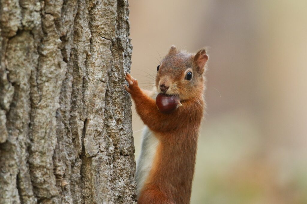 Do Squirrels Keep in mind Exactly where They Buried Their Nuts?
