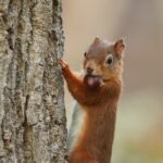 Do Squirrels Keep in mind Exactly where They Buried Their Nuts?