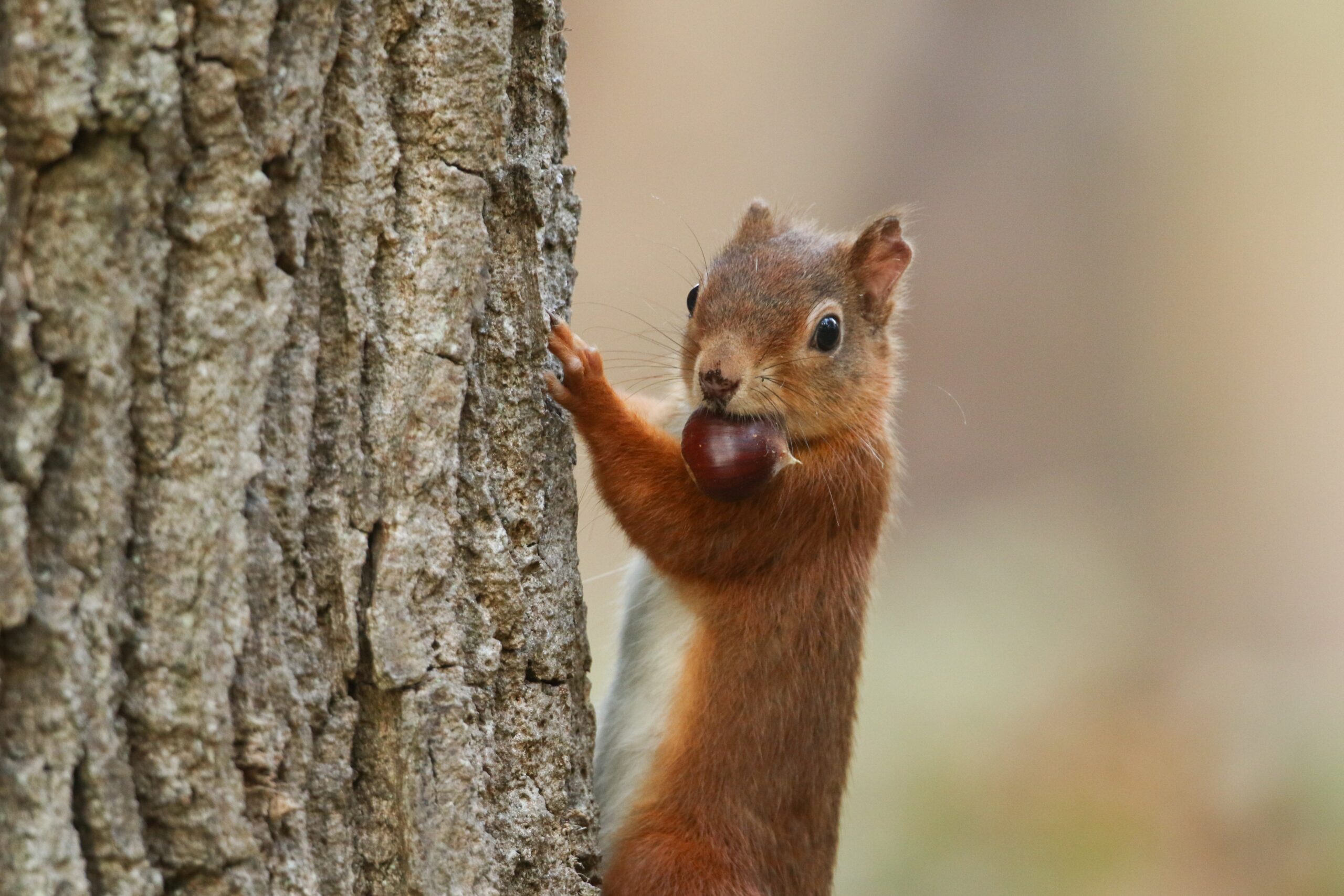 Do Squirrels Keep in mind Exactly where They Buried Their Nuts?