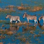 How AI Can Support Help save Endangered Species