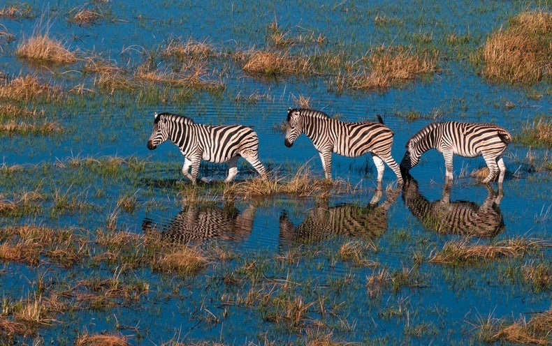 How AI Can Support Help save Endangered Species
