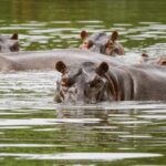 Invasive ‘Cocaine Hippos’ Are Currently being Sterilized in Colombia