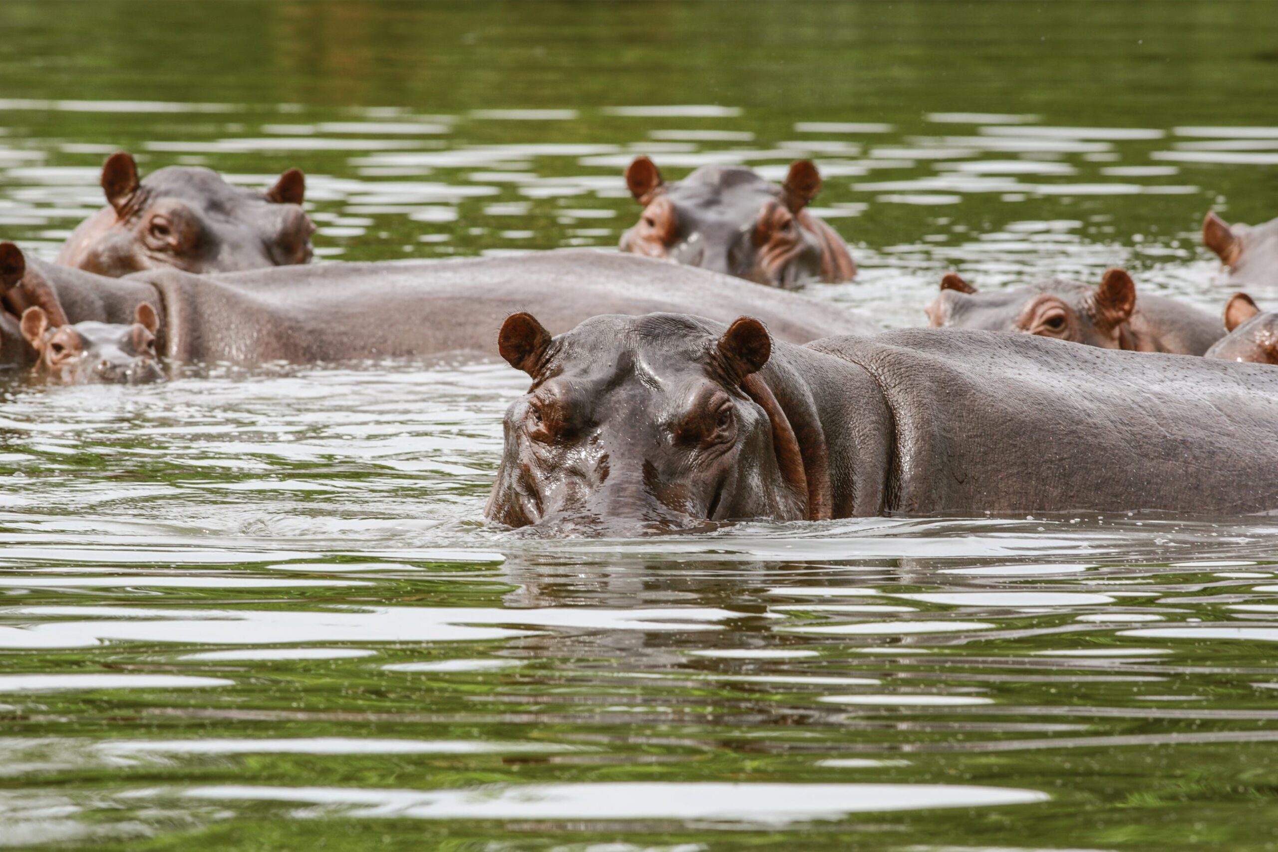 Invasive ‘Cocaine Hippos’ Are Currently being Sterilized in Colombia