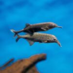 Elephantnose Fish ‘Sees’ by Executing an Electric powered Boogie