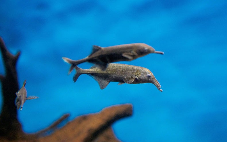 Elephantnose Fish ‘Sees’ by Executing an Electric powered Boogie