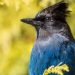 Birds Named right after People today Will Get New English Names