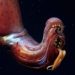 Mysterious Galápagos Reefs Harbor Strawberry Squid and Other Great Creatures