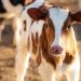 Quitting Cows Could Have Big Environmental Impacts, but It truly is More challenging Than It Seems