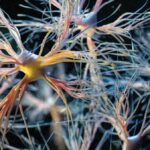 Newfound Hybrid Brain Cells Mail Signals like Neurons Do