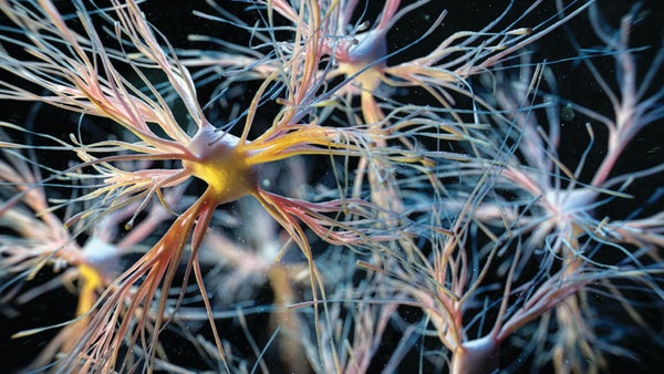 Newfound Hybrid Brain Cells Mail Signals like Neurons Do
