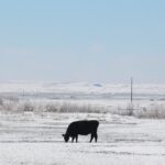 Can You Have faith in Farmers’ Almanacs’ Weather Predictions?