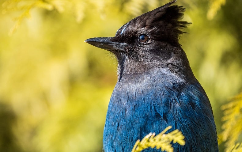 Birds Named right after People today Will Get New English Names