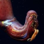 Mysterious Galápagos Reefs Harbor Strawberry Squid and Other Great Creatures