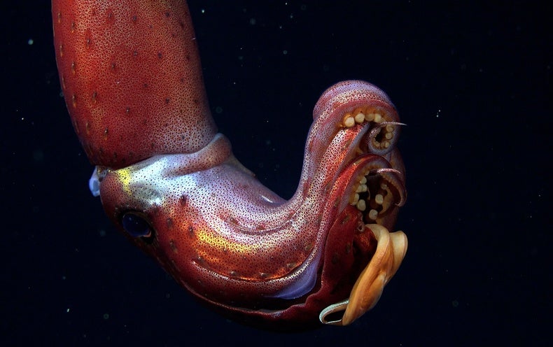 Mysterious Galápagos Reefs Harbor Strawberry Squid and Other Great Creatures