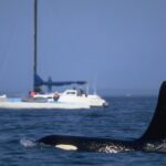Orcas Are Learning Terrifying New Behaviors