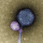 Scientists Uncover Very first-At any time Vampire Virus Latched to Neck of ‘MindFlayer’
