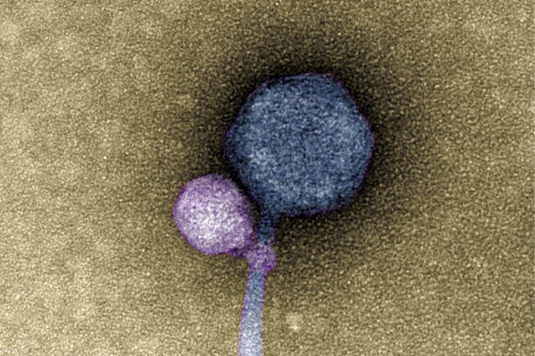 Scientists Uncover Very first-At any time Vampire Virus Latched to Neck of ‘MindFlayer’