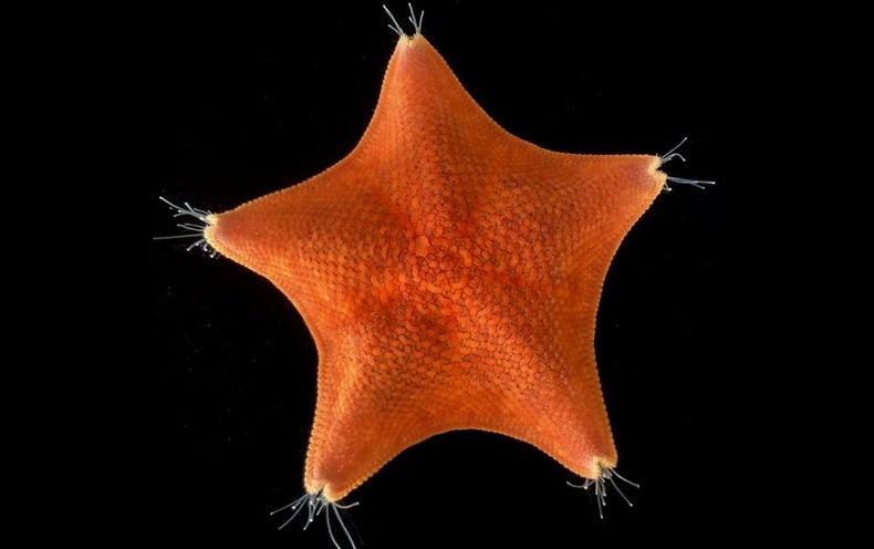 Starfish Are Heads–Just Heads – Scientific American
