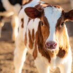 Quitting Cows Could Have Big Environmental Impacts, but It truly is More challenging Than It Seems