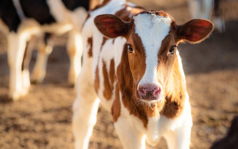 Quitting Cows Could Have Big Environmental Impacts, but It truly is More challenging Than It Seems