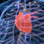 Extraordinary Temperatures Can Threaten Coronary heart Health and fitness