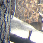 Wildfire Introduced Wolves Back again to Southern California following 150 Decades