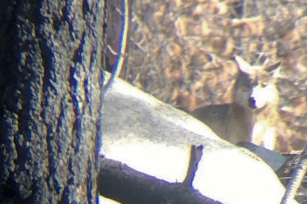 Wildfire Introduced Wolves Back again to Southern California following 150 Decades