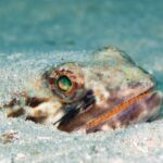 The Oldest Deep-Sea Fish Learned in Fossil Traces