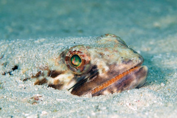 The Oldest Deep-Sea Fish Learned in Fossil Traces