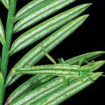 These Male Stick Insects Usually are not ‘Errors’ Soon after All