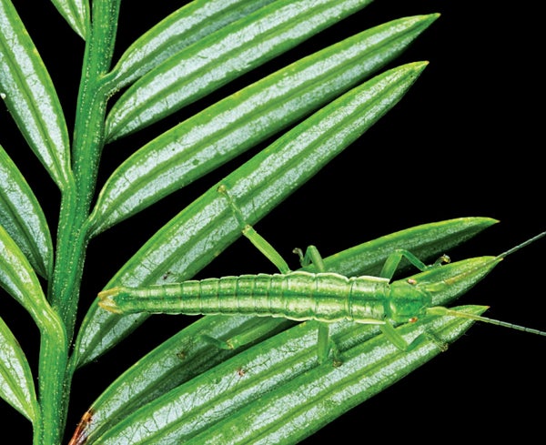 These Male Stick Insects Usually are not ‘Errors’ Soon after All