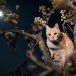Cats Eliminate a Staggering Variety of Species across the World