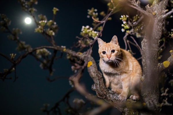 Cats Eliminate a Staggering Variety of Species across the World