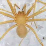 Eyeless Cave Spiders Can Still ‘See’ the Light