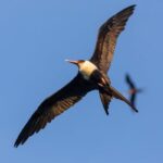 Higher-Flying Frigate Birds Gather Info from the Top of the Sky