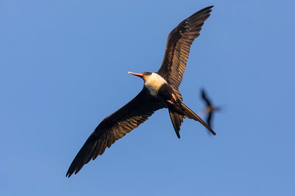 Higher-Flying Frigate Birds Gather Info from the Top of the Sky