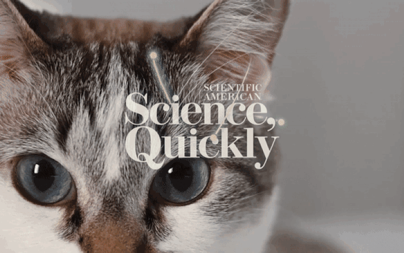 AI Can Now Read Your Cat’s Pain