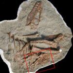 Tyrannosaur’s Belly Contents Have Been Identified for the To start with Time
