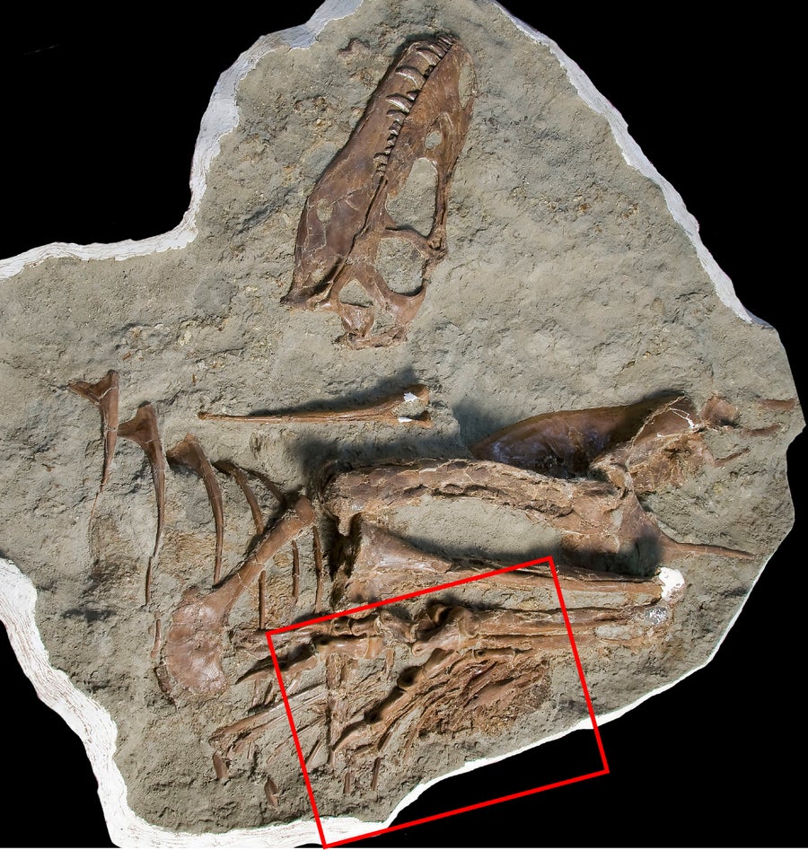 Tyrannosaur’s Belly Contents Have Been Identified for the To start with Time
