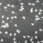 This Molecule Is a Nanoscale Bulldozer