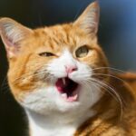 The 6 Most Intriguing Items We Learned about Pet Cats and Canine This 12 months