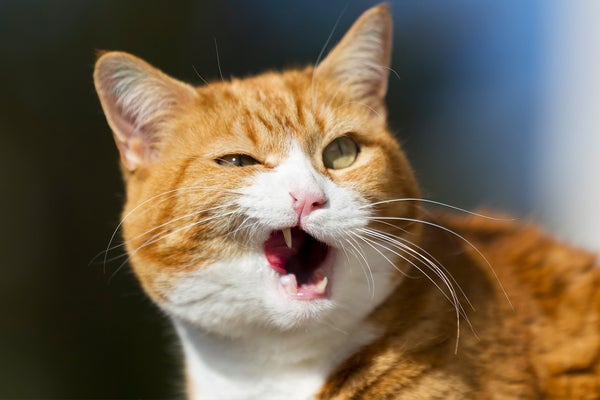 The 6 Most Intriguing Items We Learned about Pet Cats and Canine This 12 months
