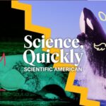 Are Orca Whales Friends or Foes?